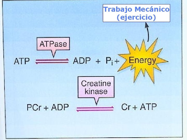 Trabajo Mecánico (ejercicio) 