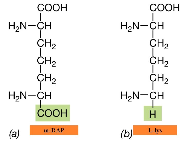 Comparación entre el meso-diaminopimélico (m-DAP) y la Llys. Ambos son diaminoácidos. El m-DAP se