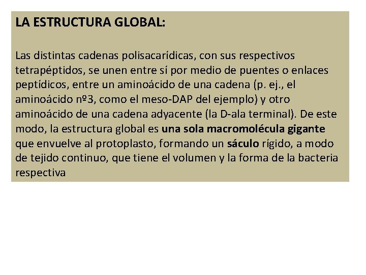 LA ESTRUCTURA GLOBAL: Las distintas cadenas polisacarídicas, con sus respectivos tetrapéptidos, se unen entre