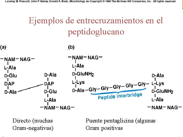 Ejemplos de entrecruzamientos en el peptidoglucano Directo (muchas Gram-negativas) Puente pentaglicina (algunas Gram positivas