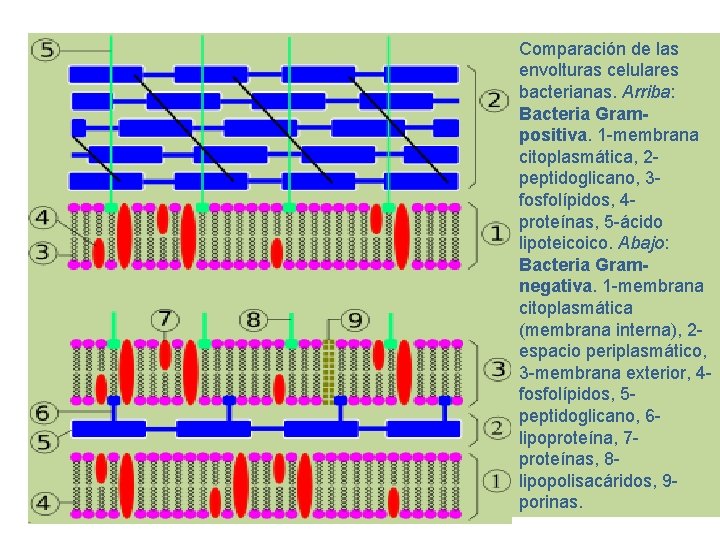 Comparación de las envolturas celulares bacterianas. Arriba: Bacteria Grampositiva. 1 -membrana citoplasmática, 2 peptidoglicano,