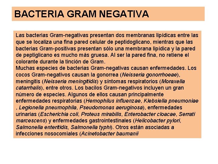 BACTERIA GRAM NEGATIVA Las bacterias Gram-negativas presentan dos membranas lipídicas entre las que se