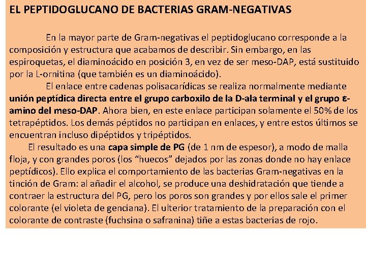 EL PEPTIDOGLUCANO DE BACTERIAS GRAM-NEGATIVAS En la mayor parte de Gram-negativas el peptidoglucano corresponde