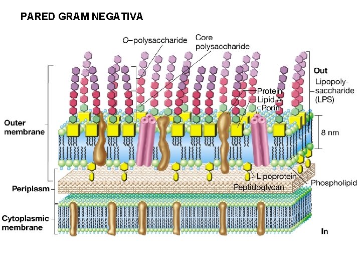 PARED GRAM NEGATIVA Otra imagen general de las envueltas de una bacteria Gramnegativa (vale