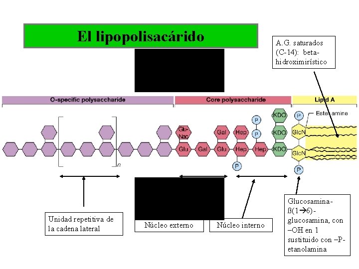 El lipopolisacárido El lípido A: Dos unidades de glucosamina unidas por enlace ß(1à 6),