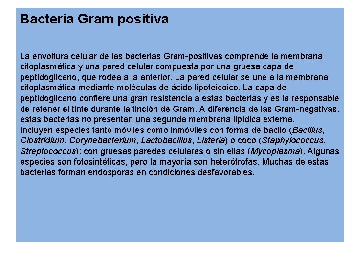 Bacteria Gram positiva La envoltura celular de las bacterias Gram-positivas comprende la membrana citoplasmática