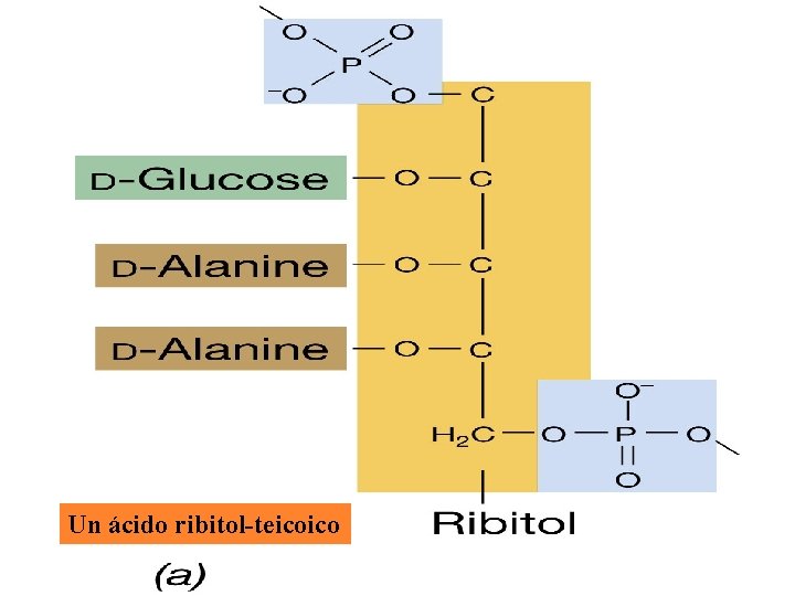 Un ácido ribitol-teicoico 