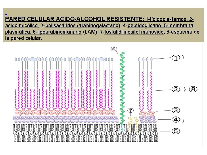  PARED CELULAR ACIDO-ALCOHOL RESISTENTE: 1 -lípidos externos, 2ácido micólico, 3 -polisacáridos (arabinogalactano), 4