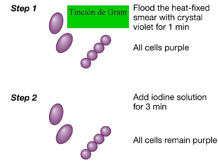 Tinción de Gram 