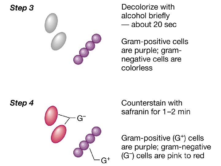 3. Ahora realizamos una descoloración diferencial con etanol o una mezcla de etanol y
