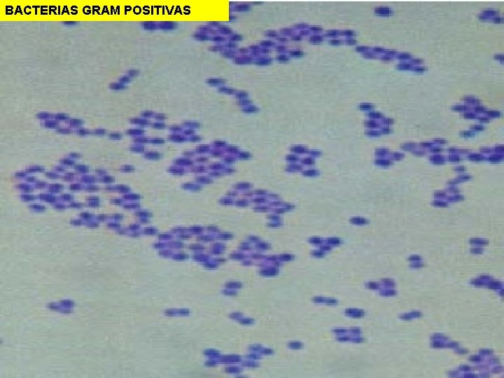 BACTERIAS GRAM POSITIVAS 