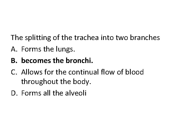 The splitting of the trachea into two branches A. Forms the lungs. B. becomes