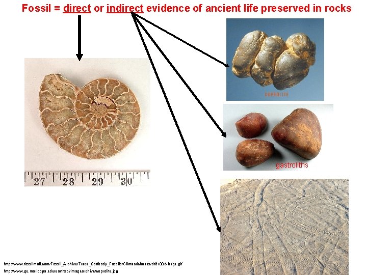 Fossil = direct or indirect evidence of ancient life preserved in rocks gastroliths http: