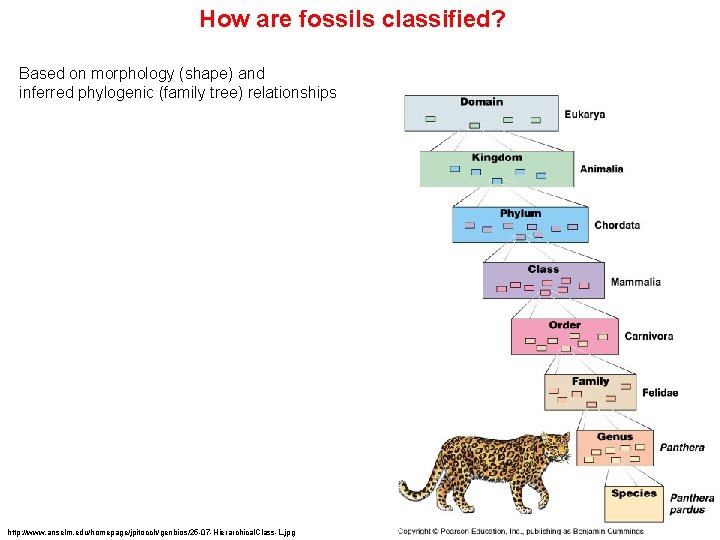 How are fossils classified? Based on morphology (shape) and inferred phylogenic (family tree) relationships
