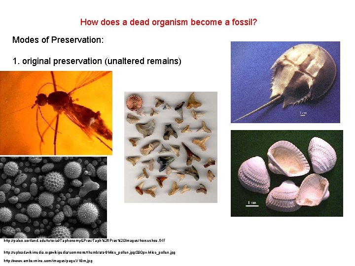 How does a dead organism become a fossil? Modes of Preservation: 1. original preservation