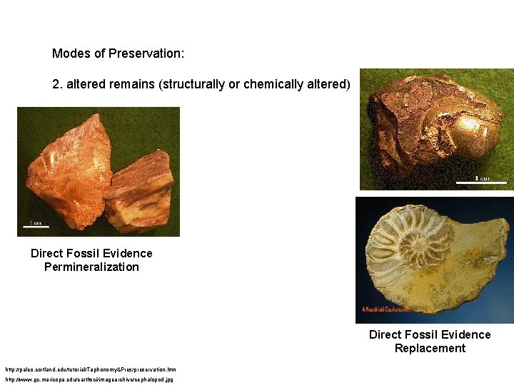 Modes of Preservation: 2. altered remains (structurally or chemically altered) Direct Fossil Evidence Permineralization