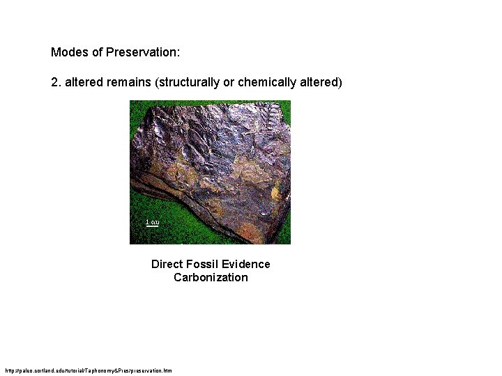 Modes of Preservation: 2. altered remains (structurally or chemically altered) Direct Fossil Evidence Carbonization