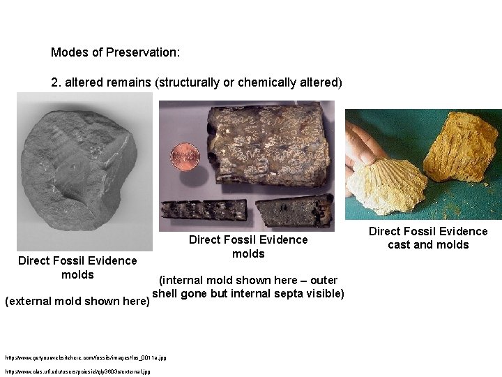 Modes of Preservation: 2. altered remains (structurally or chemically altered) Direct Fossil Evidence molds