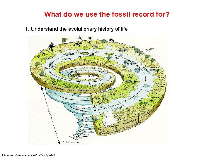 What do we use the fossil record for? 1. Understand the evolutionary history of