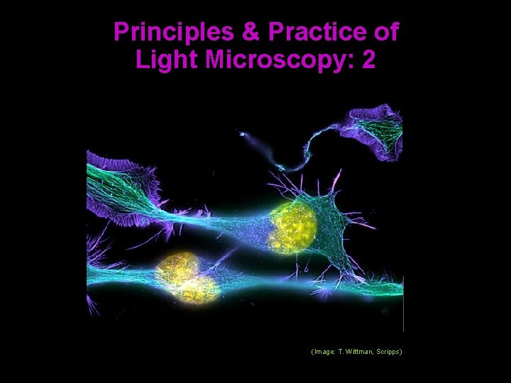 Principles & Practice of Light Microscopy: 2 (Image: T. Wittman, Scripps) Principles & Practice of Light Microscopy: 2 (Image: T. Wittman, Scripps)