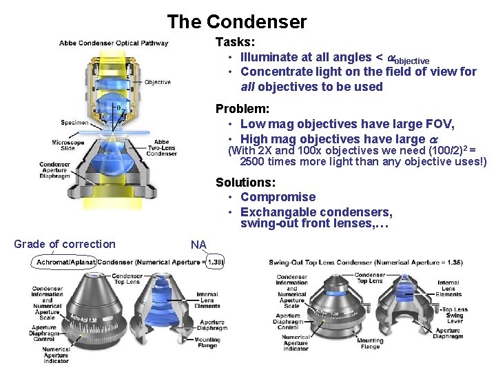 The Condenser Tasks: • Illuminate at all angles < objective • Concentrate light on The Condenser Tasks: • Illuminate at all angles < objective • Concentrate light on