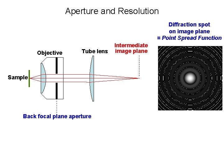 Aperture and Resolution Diffraction spot on image plane = Point Spread Function Objective Tube Aperture and Resolution Diffraction spot on image plane = Point Spread Function Objective Tube