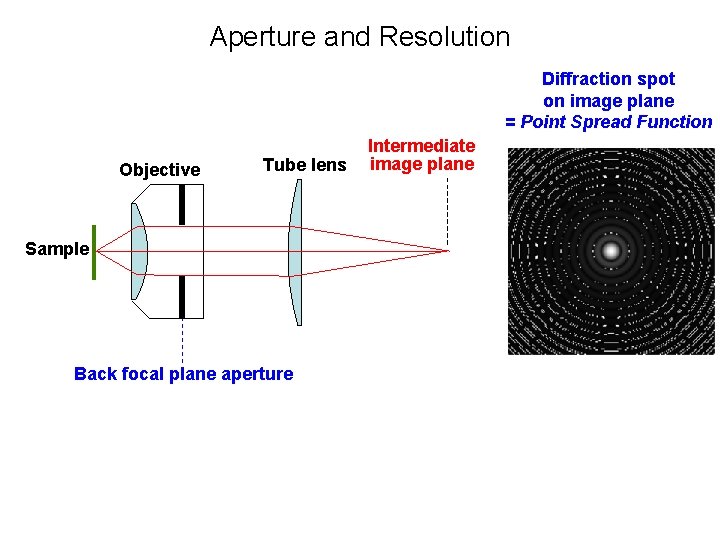 Aperture and Resolution Diffraction spot on image plane = Point Spread Function Objective Tube Aperture and Resolution Diffraction spot on image plane = Point Spread Function Objective Tube