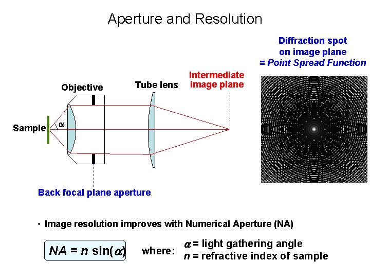 Aperture and Resolution Diffraction spot on image plane = Point Spread Function Objective Sample Aperture and Resolution Diffraction spot on image plane = Point Spread Function Objective Sample