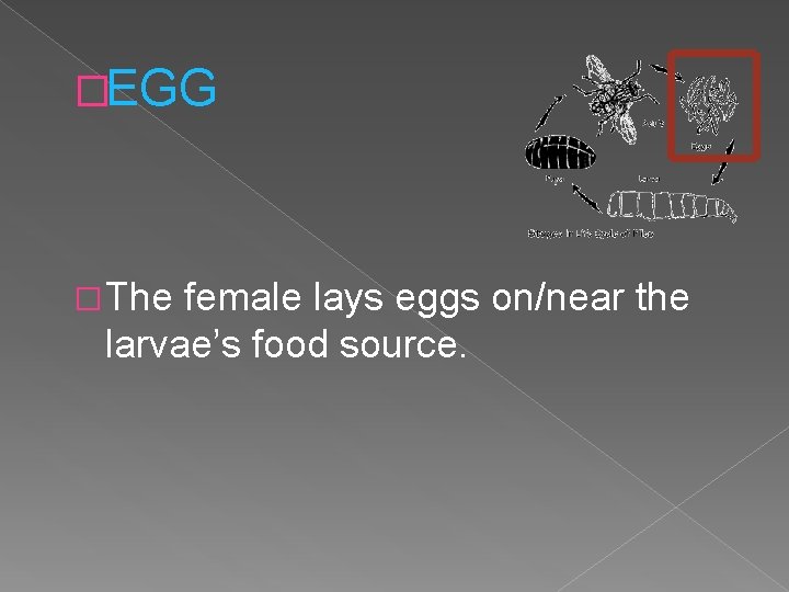 �EGG �The female lays eggs on/near the larvae’s food source. 