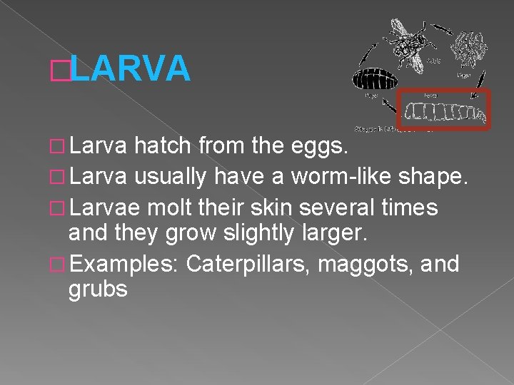 �LARVA � Larva hatch from the eggs. � Larva usually have a worm-like shape.