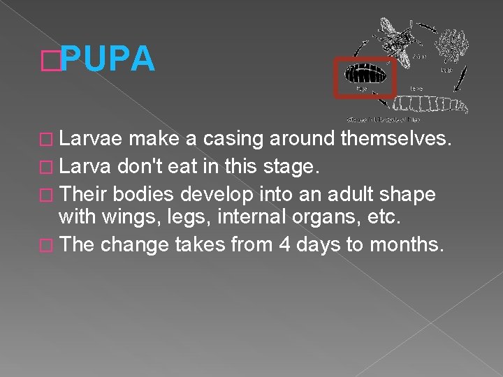 �PUPA � Larvae make a casing around themselves. � Larva don't eat in this