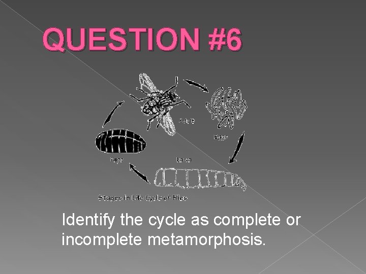 QUESTION #6 Identify the cycle as complete or incomplete metamorphosis. 