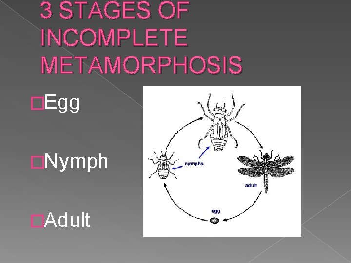 3 STAGES OF INCOMPLETE METAMORPHOSIS �Egg �Nymph �Adult 