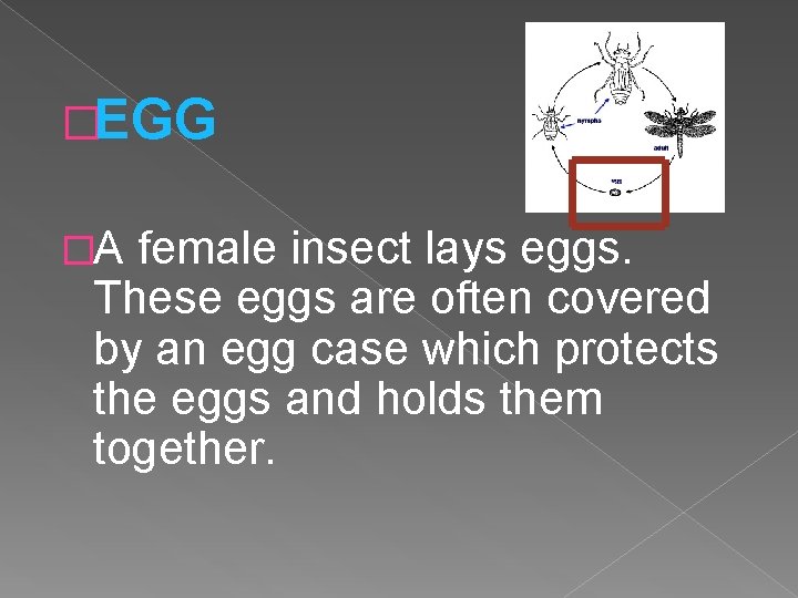 �EGG �A female insect lays eggs. These eggs are often covered by an egg