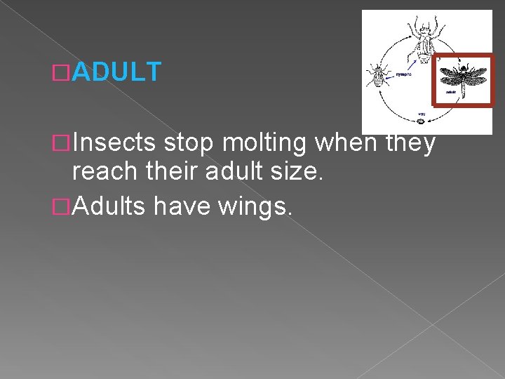 �ADULT �Insects stop molting when they reach their adult size. �Adults have wings. 