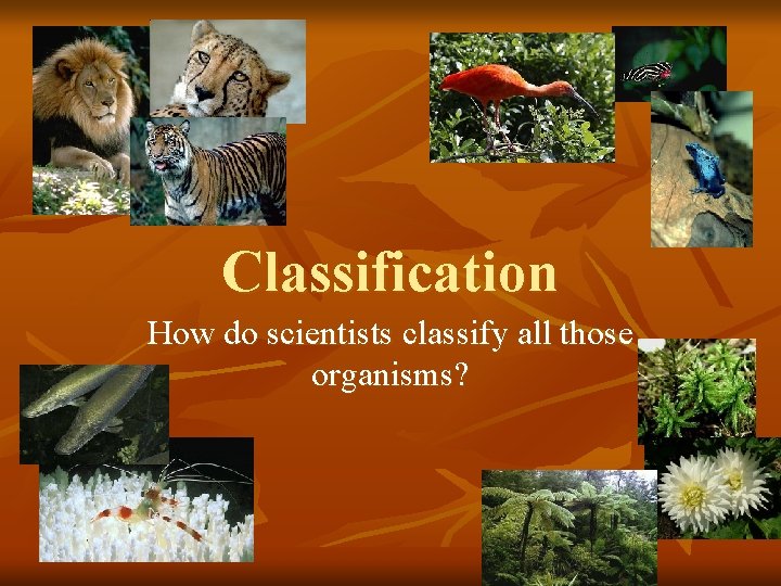 Classification How do scientists classify all those organisms? 