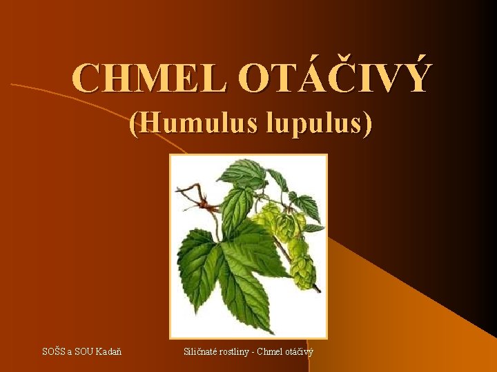 CHMEL OTÁČIVÝ (Humulus lupulus) SOŠS a SOU Kadaň Siličnaté rostliny - Chmel otáčivý 
