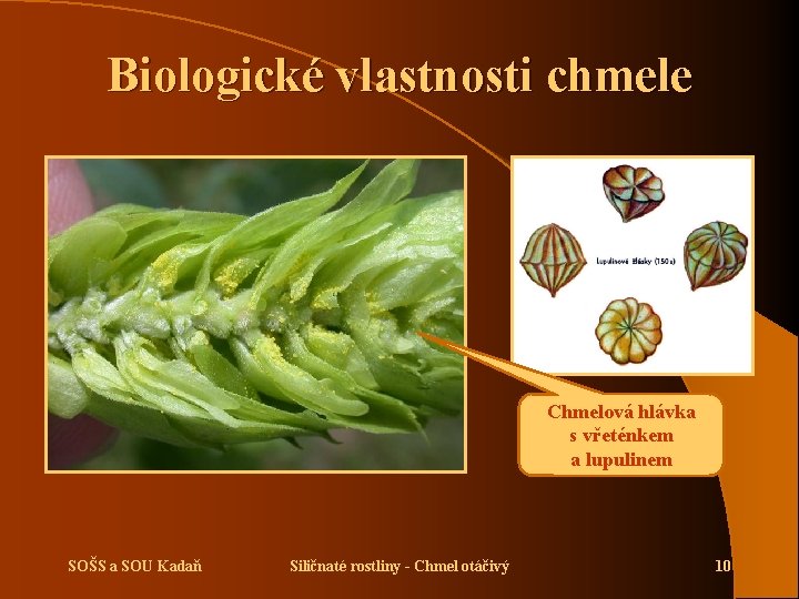 Biologické vlastnosti chmele Chmelová hlávka s vřeténkem a lupulinem SOŠS a SOU Kadaň Siličnaté