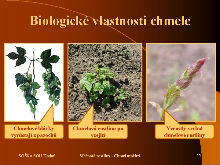 Biologické vlastnosti chmele Chmelové hlávky vyrůstají z pazochů SOŠS a SOU Kadaň Chmelová rostlina