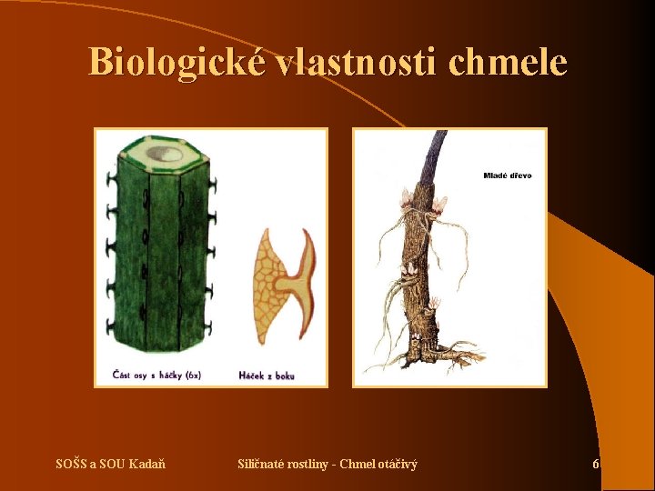 Biologické vlastnosti chmele SOŠS a SOU Kadaň Siličnaté rostliny - Chmel otáčivý 6 