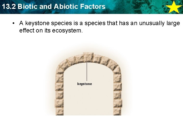 13. 2 Biotic and Abiotic Factors • A keystone species is a species that