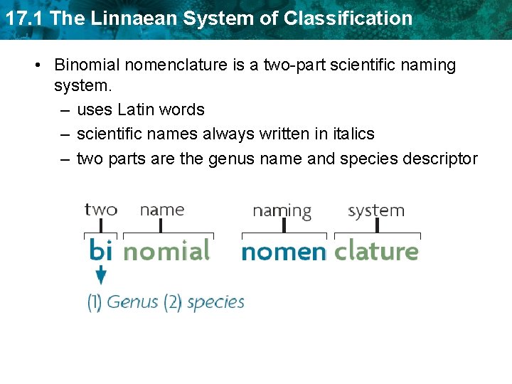 17. 1 The Linnaean System of Classification • Binomial nomenclature is a two-part scientific