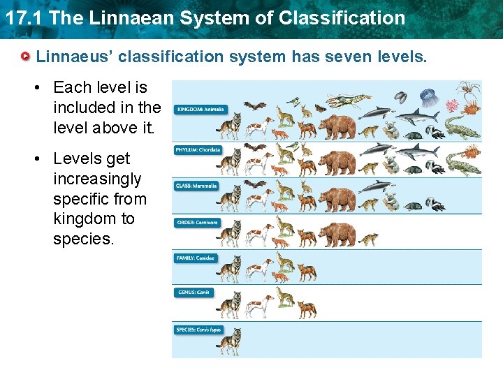 17. 1 The Linnaean System of Classification Linnaeus’ classification system has seven levels. •