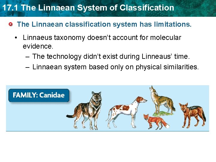 17. 1 The Linnaean System of Classification The Linnaean classification system has limitations. •
