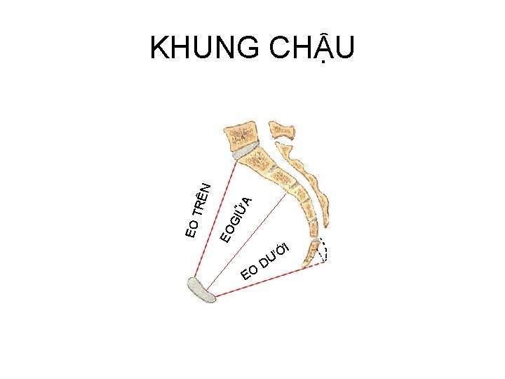 ỮA GI EO EO T RÊN KHUNG CHẬU EO I Ớ DƯ 