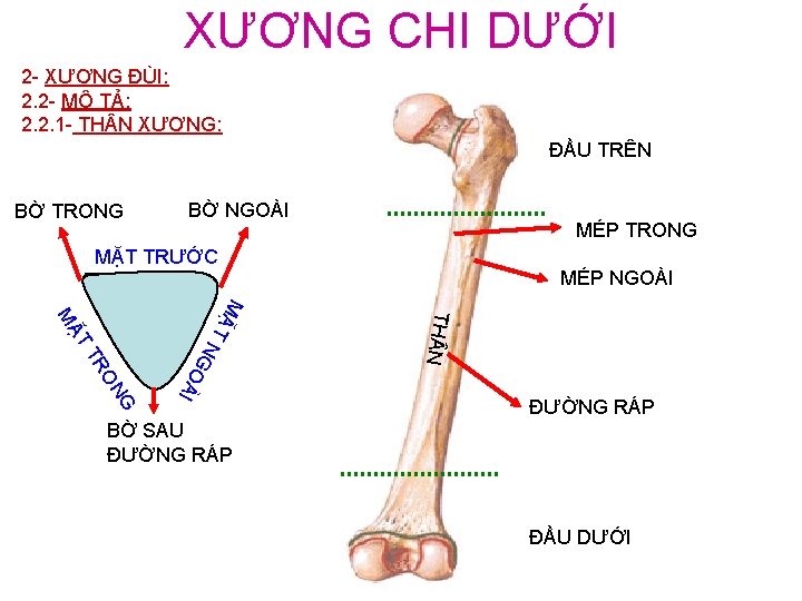 XƯƠNG CHI DƯỚI 2 - XƯƠNG ĐÙI: 2. 2 - MÔ TẢ: 2. 2.