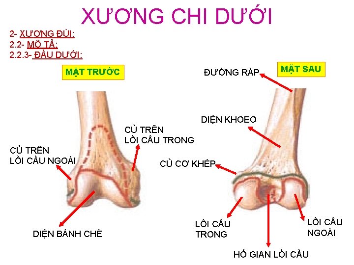 XƯƠNG CHI DƯỚI 2 - XƯƠNG ĐÙI: 2. 2 - MÔ TẢ: 2. 2.