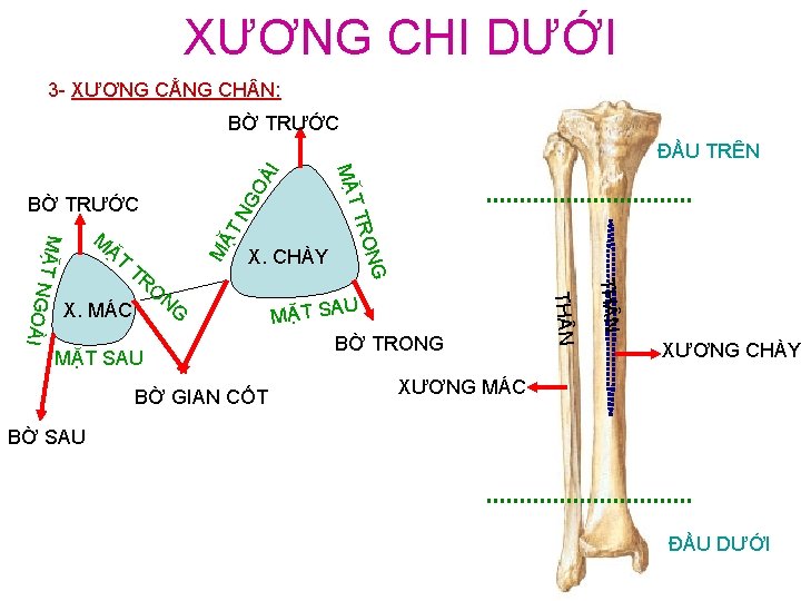 XƯƠNG CHI DƯỚI 3 - XƯƠNG CẲNG CH N: BỜ TRƯỚC TN GO X.