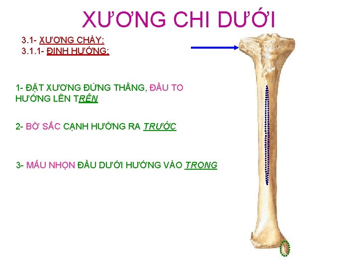 XƯƠNG CHI DƯỚI 3. 1 - XƯƠNG CHÀY: 3. 1. 1 - ĐỊNH HƯỚNG: