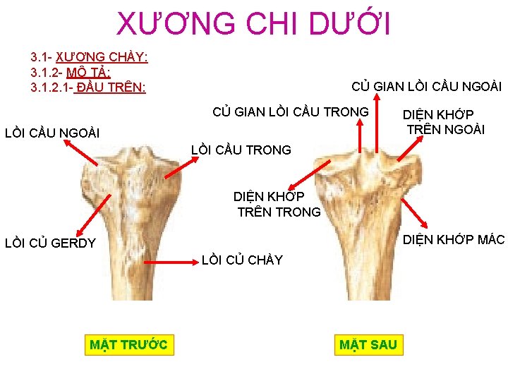 XƯƠNG CHI DƯỚI 3. 1 - XƯƠNG CHÀY: 3. 1. 2 - MÔ TẢ: